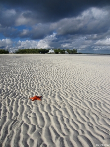 Roter Seestern (Bahamas)